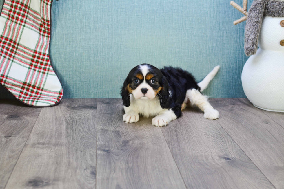 Energetic Cavalier King Charles Spaniel Purebred Puppy