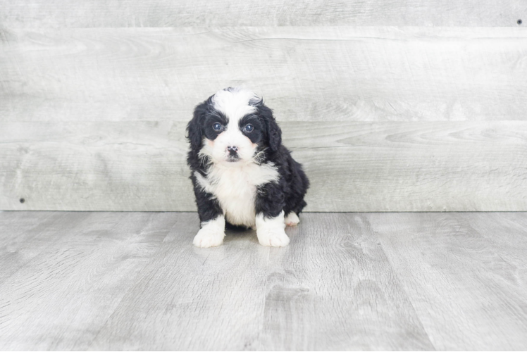 Funny Mini Bernedoodle Poodle Mix Pup