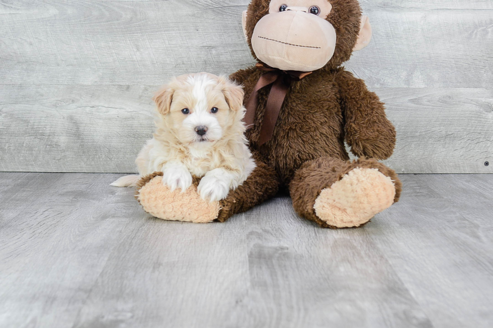 Best Maltipoo Baby