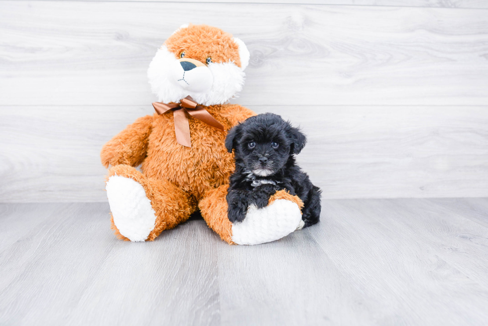 Popular Yorkie Poo Poodle Mix Pup