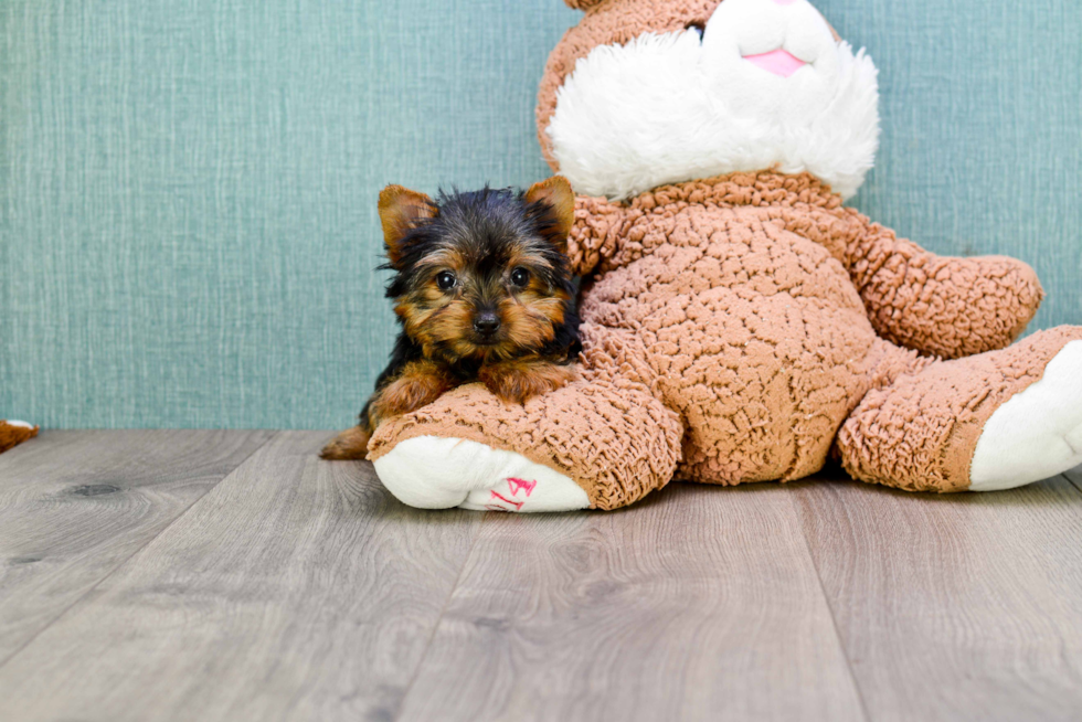 Meet Tinkerbell - our Yorkshire Terrier Puppy Photo 