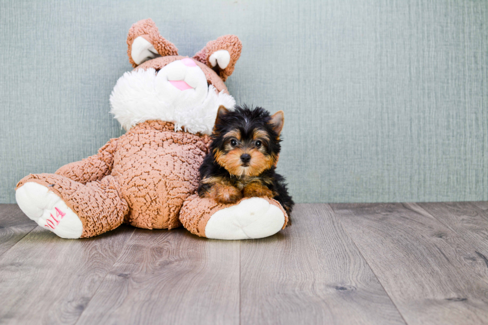 Meet Avery - our Yorkshire Terrier Puppy Photo 