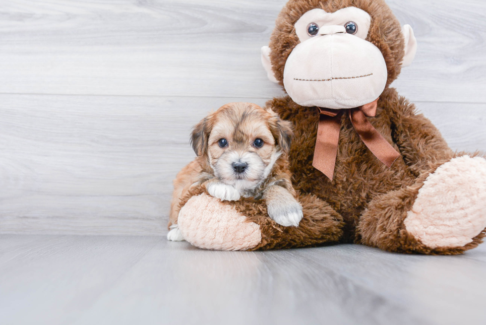 Friendly Morkie Baby