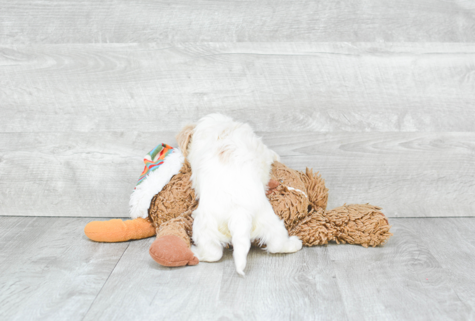 Cavachon Pup Being Cute