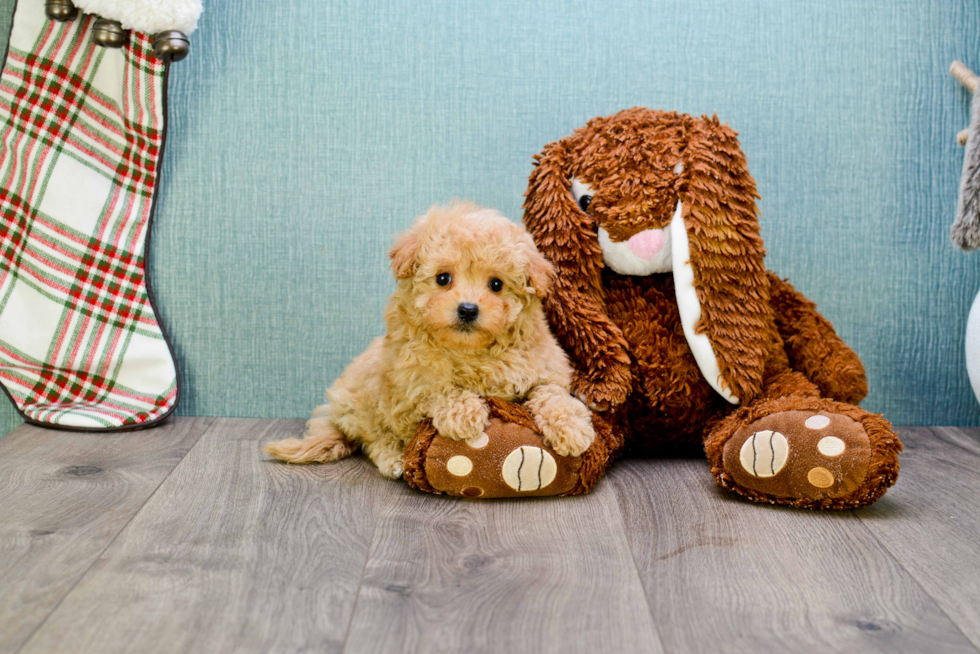 Best Cavapoo Baby