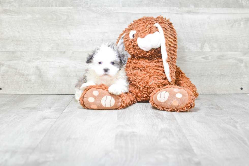 Teddy Bear Pup Being Cute