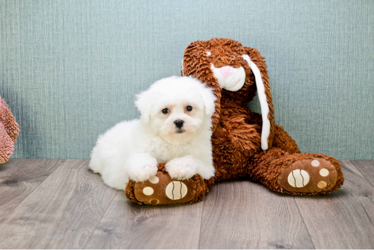 Bichon Frise Pup Being Cute