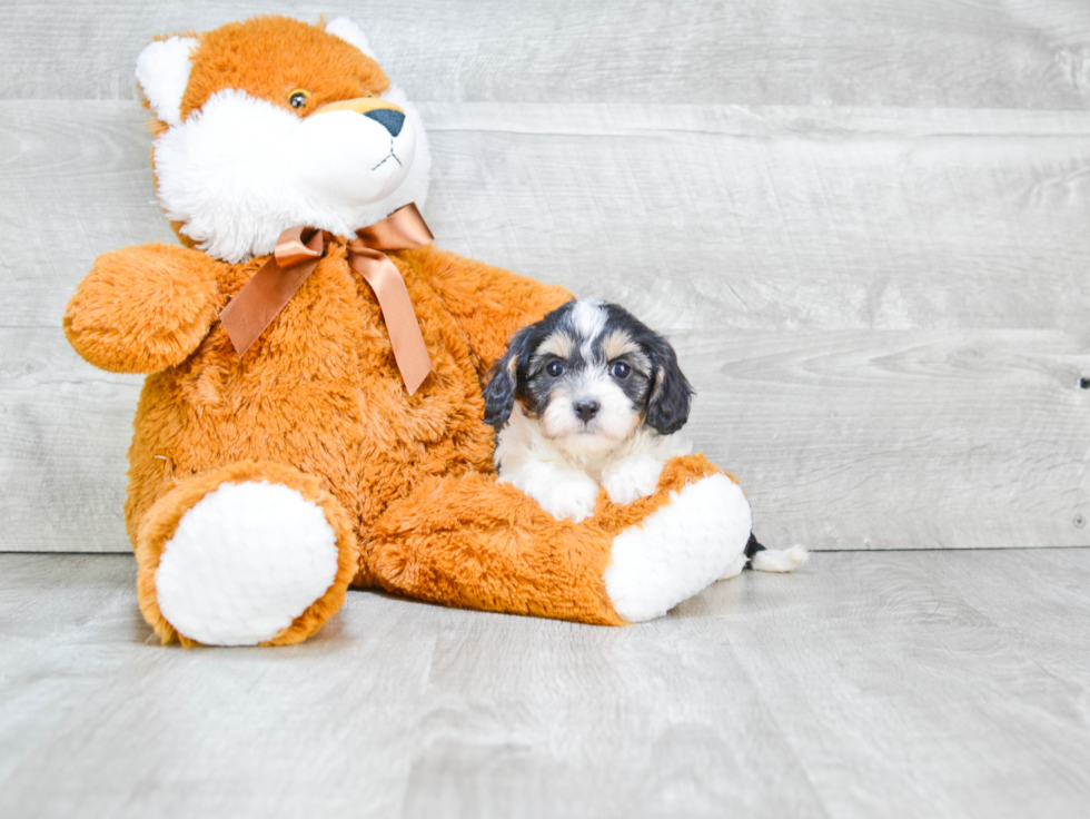 Cavapoo Pup Being Cute