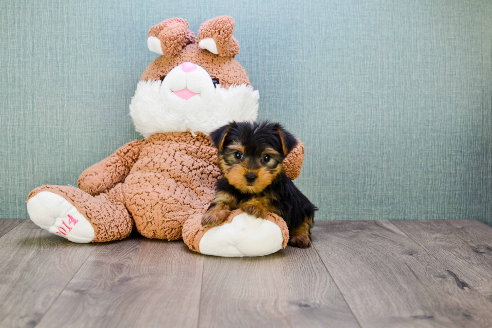 Meet Twinkle - our Yorkshire Terrier Puppy Photo 