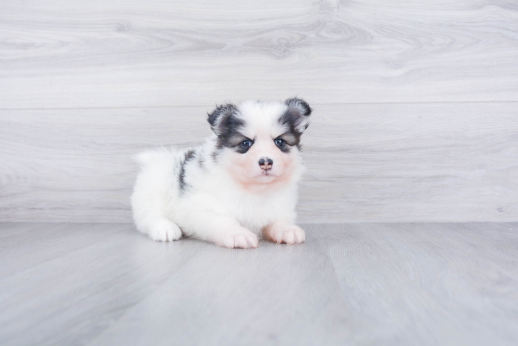 Hypoallergenic Mini Husky Designer Puppy