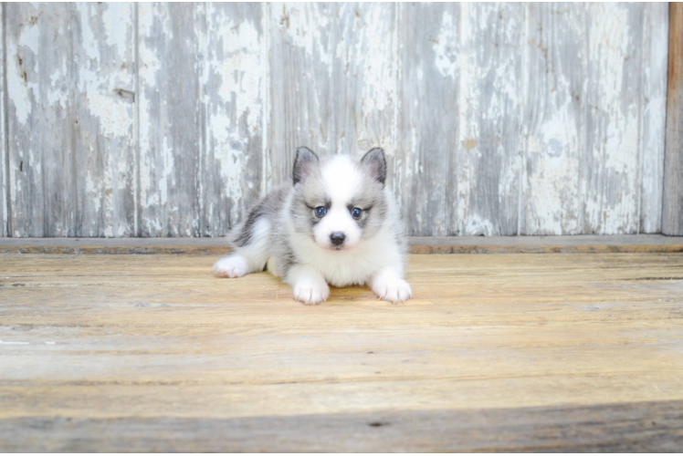 Happy Pomsky Baby