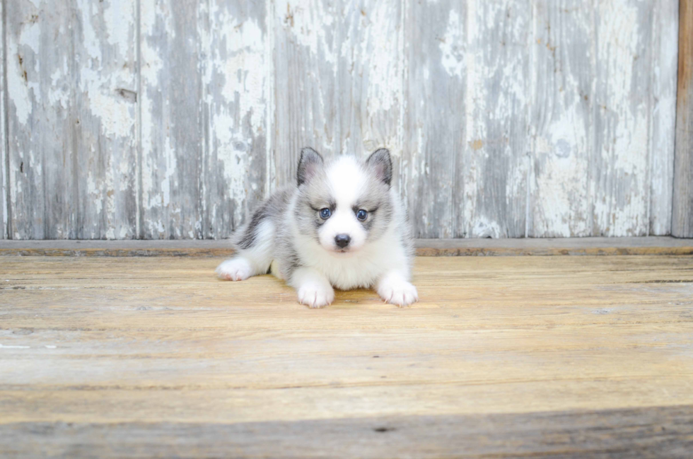 Happy Pomsky Baby