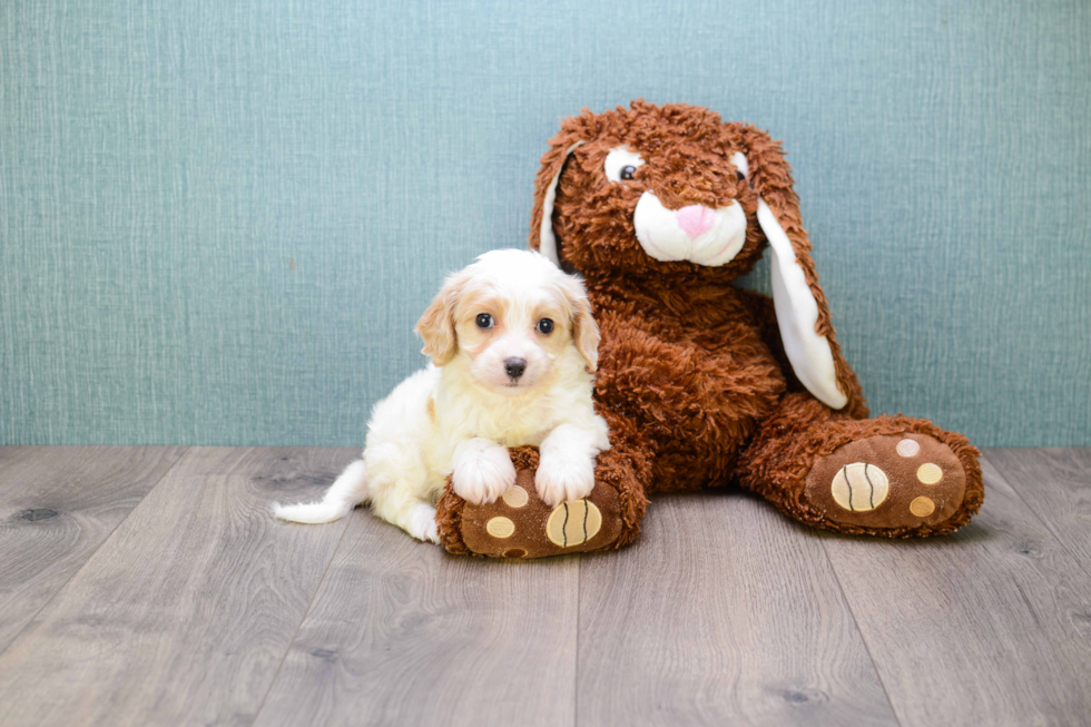 Best Cavachon Baby