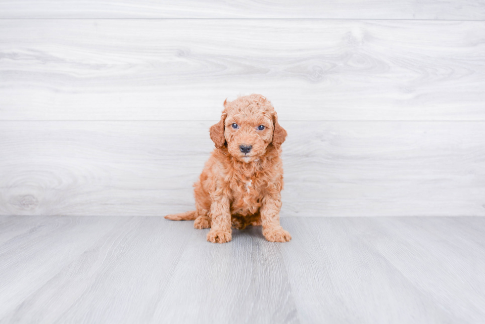 Best Mini Goldendoodle Baby