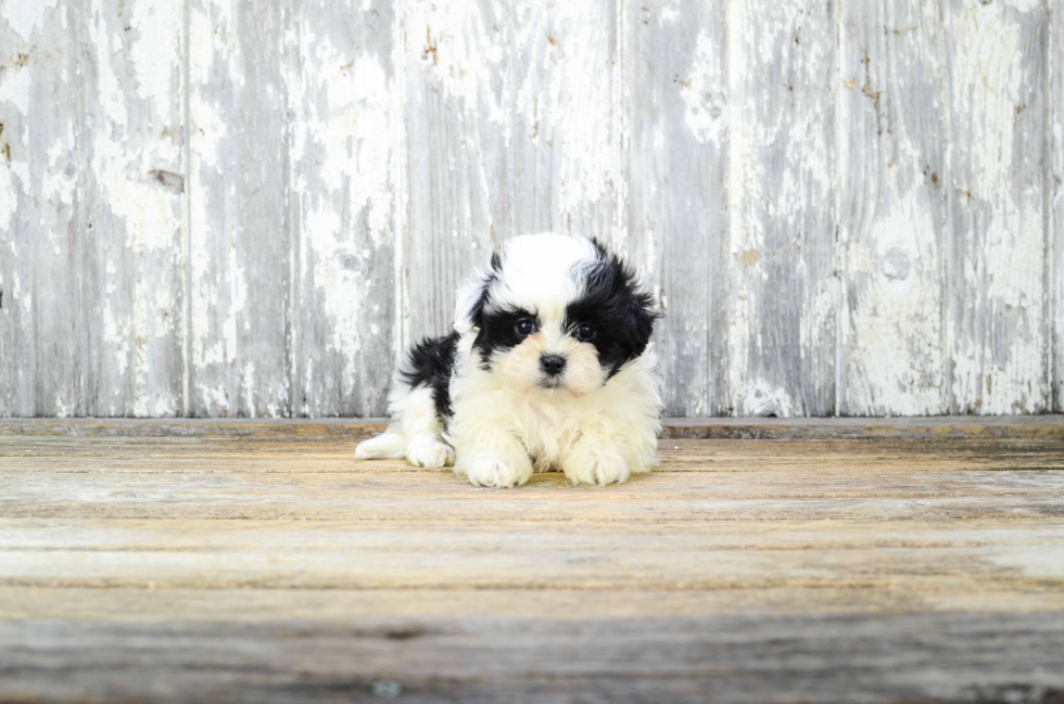 Little Shichon Designer Puppy