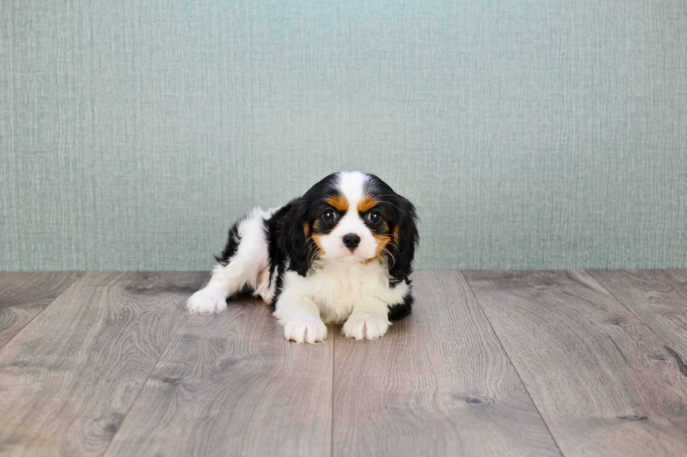 Cute Cavalier King Charles Spaniel Purebred Puppy