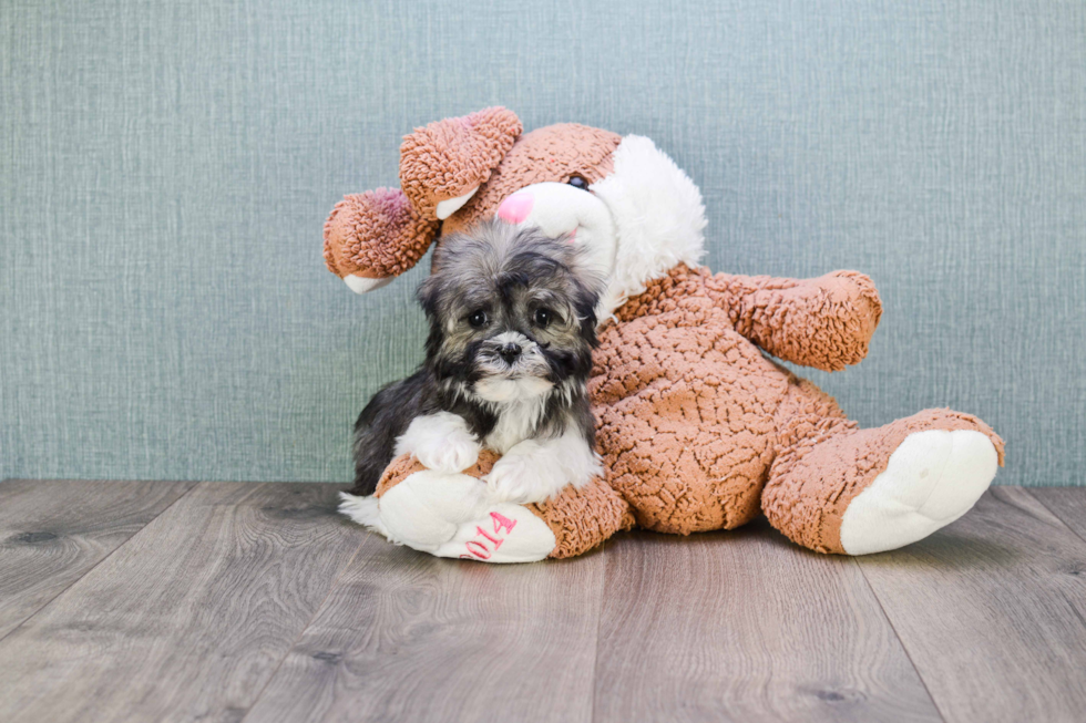 Cute Havanese Purebred Puppy