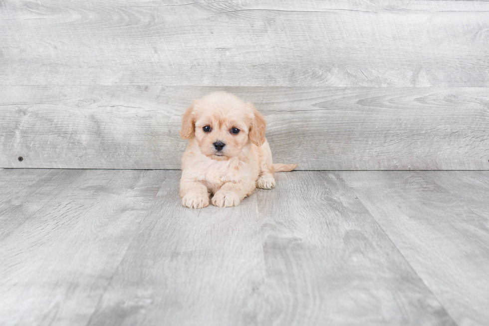 Funny Cavachon Designer Pup