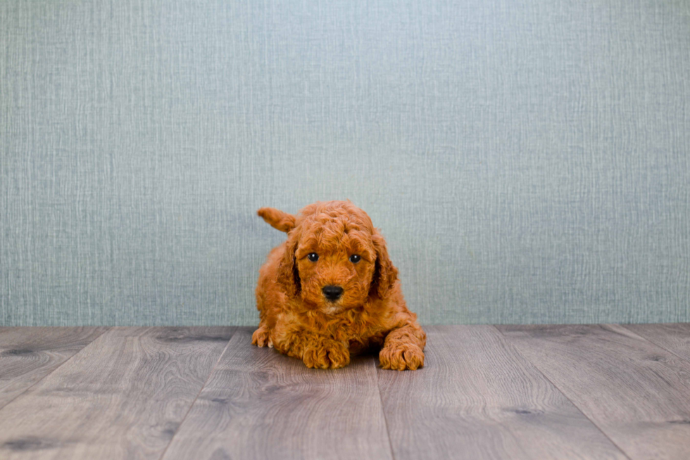 Hypoallergenic Golden Retriever Poodle Mix Puppy