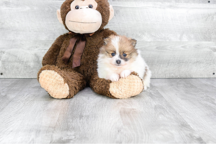 Adorable Pomeranian Purebred Puppy