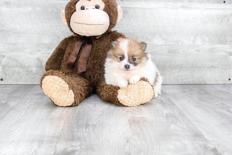 Adorable Pomeranian Purebred Puppy