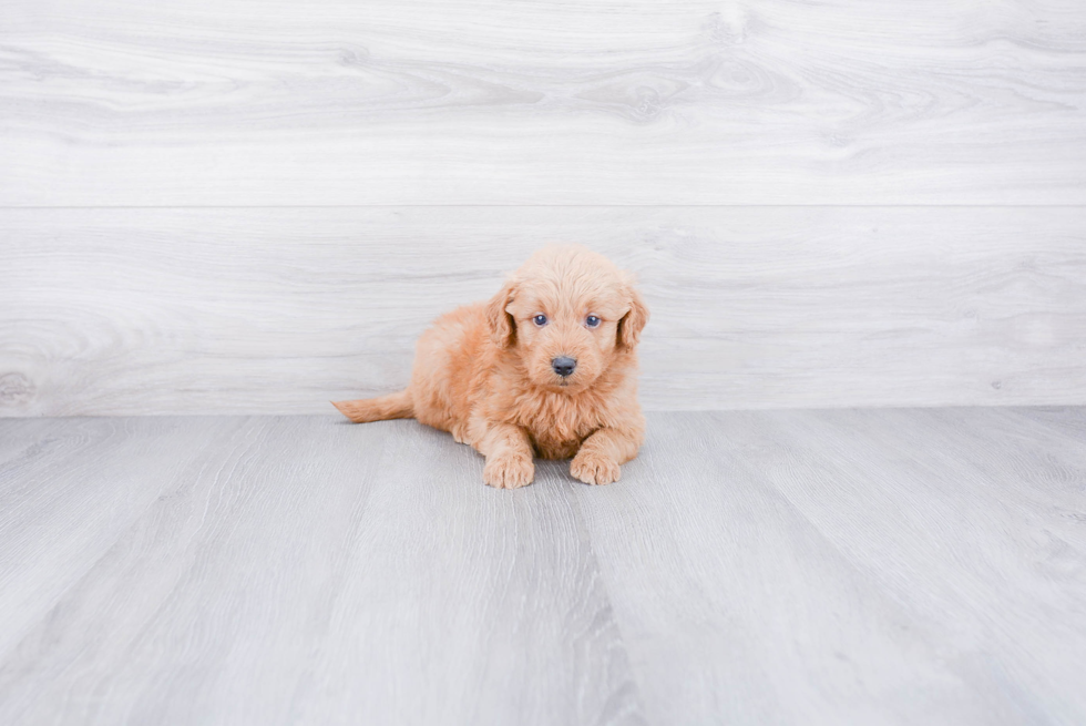 Mini Goldendoodle Puppy for Adoption