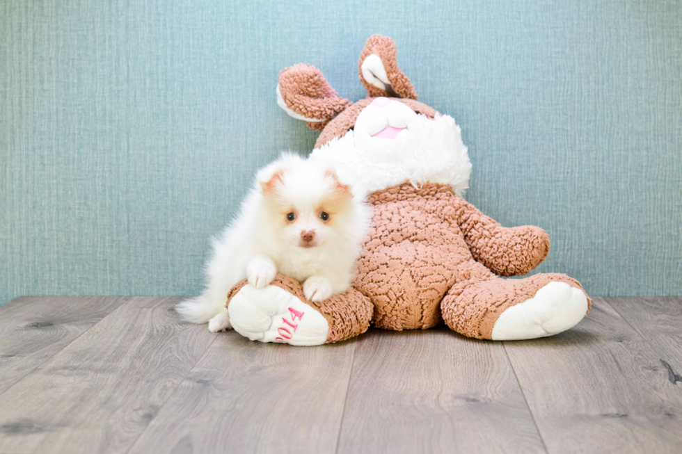 Fluffy Pomeranian Purebred Puppy