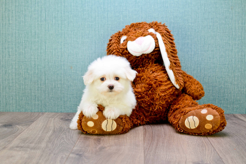 Fluffy Maltipoo Poodle Mix Pup