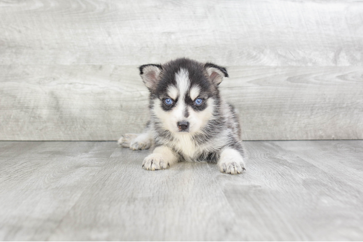 Adorable Mini Husky Designer Puppy