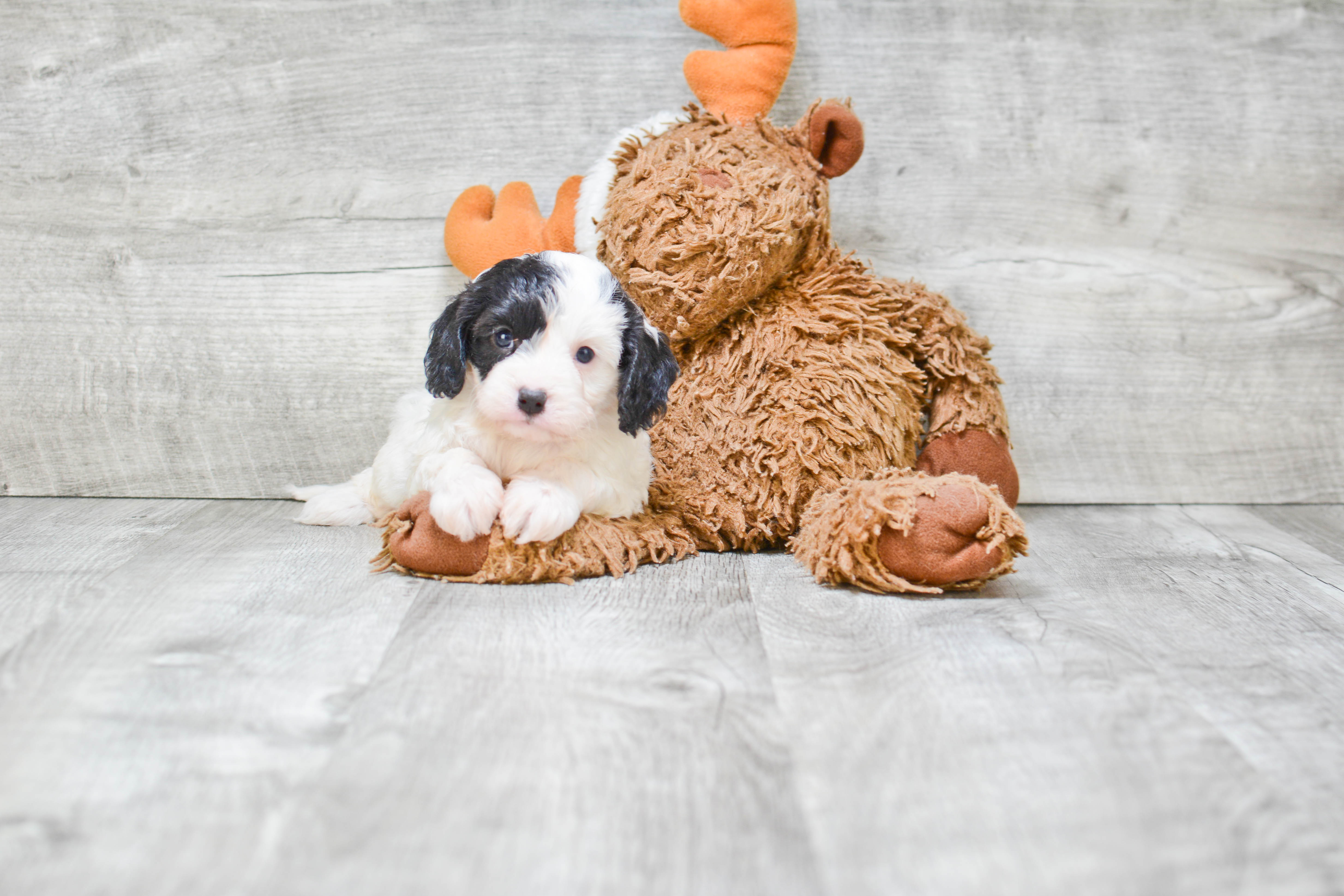 Hypoallergenic Cavoodle Poodle Mix Puppy