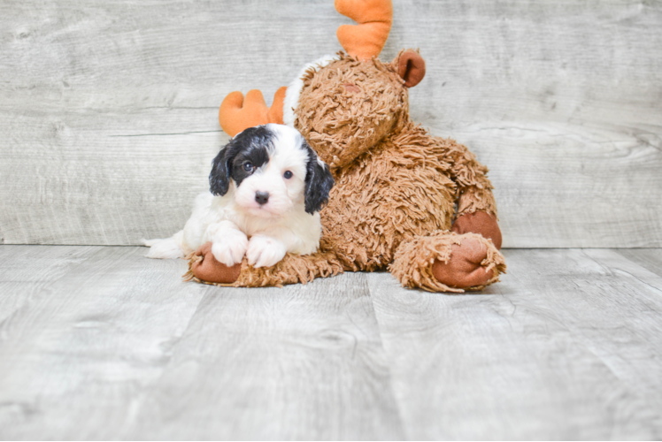 Hypoallergenic Cavoodle Poodle Mix Puppy