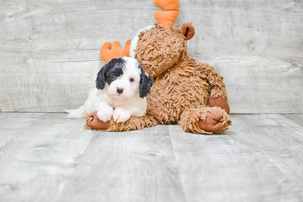 Hypoallergenic Cavoodle Poodle Mix Puppy