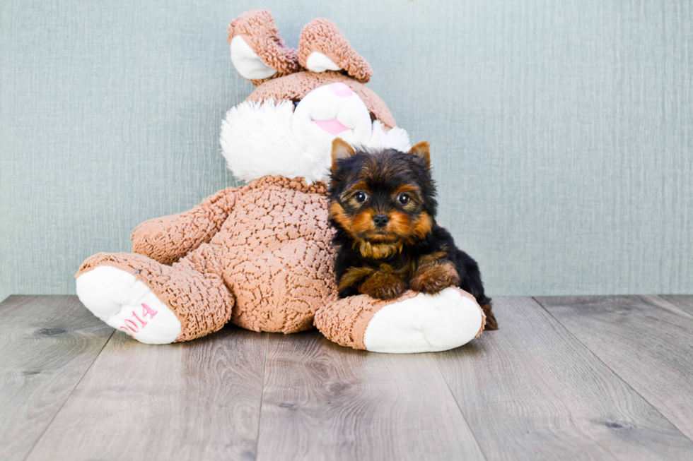 Meet Trigger - our Yorkshire Terrier Puppy Photo 