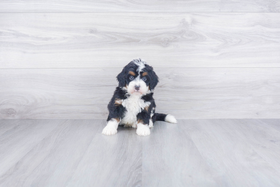 Smart Mini Bernedoodle Poodle Mix Pup