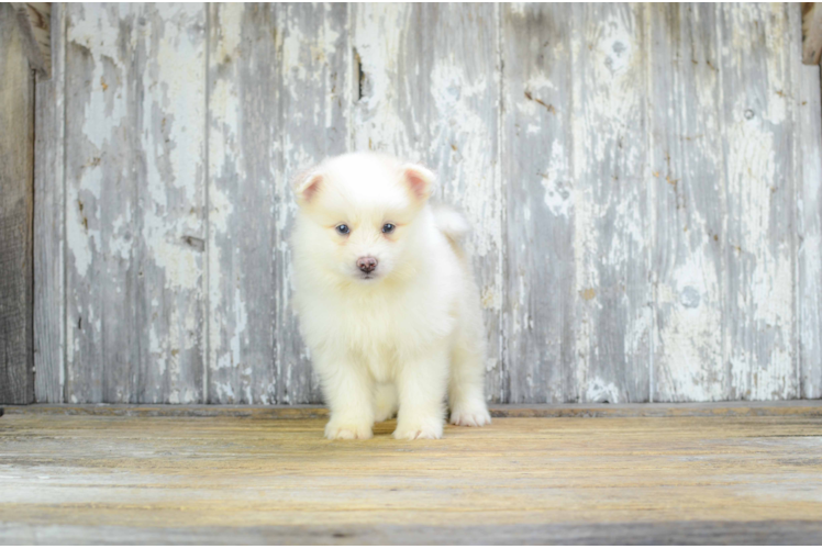 Best Pomsky Baby