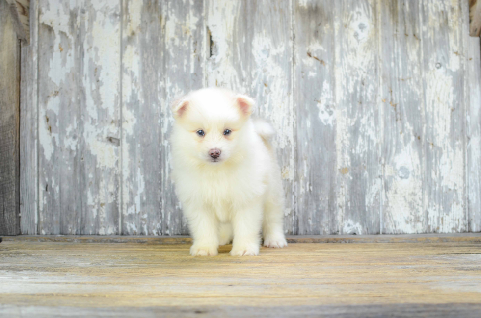 Best Pomsky Baby