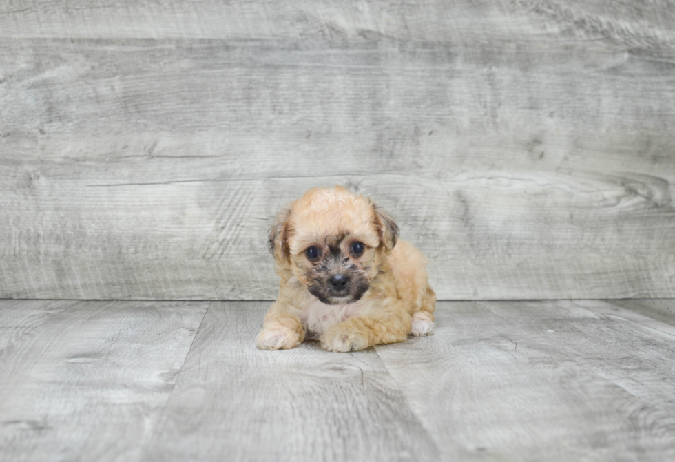 Sweet Maltipoo Baby