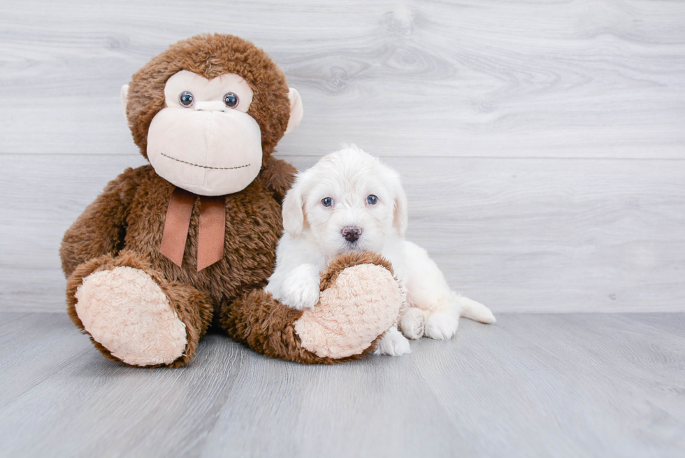 Smart Mini Labradoodle Poodle Mix Pup