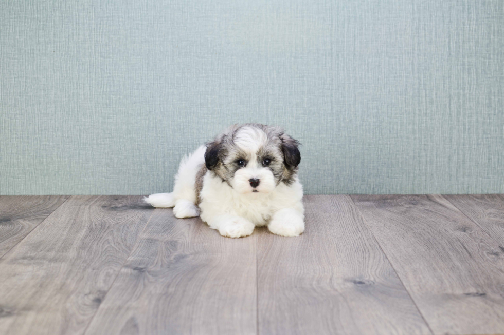 Happy Havanese Purebred Puppy