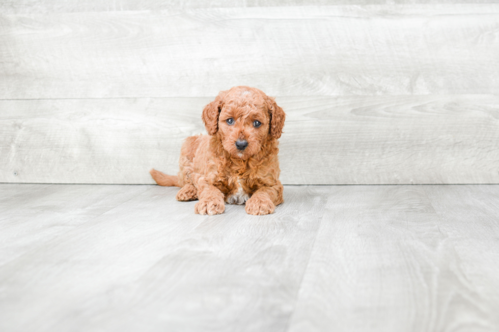 Best Mini Goldendoodle Baby