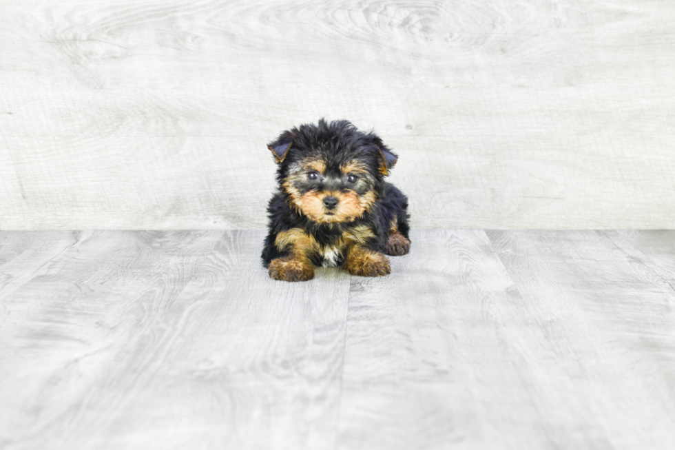 Meet Fiona - our Yorkshire Terrier Puppy Photo 