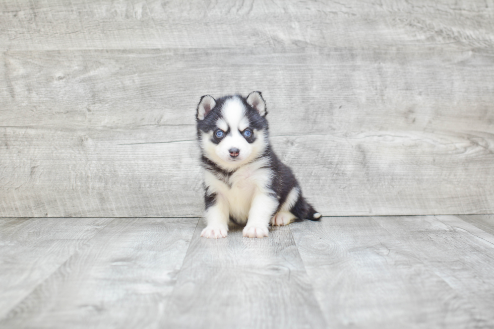 Best Pomsky Baby