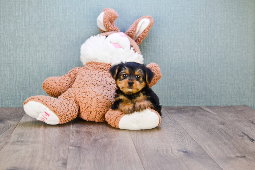 Meet Jeremy - our Yorkshire Terrier Puppy Photo 