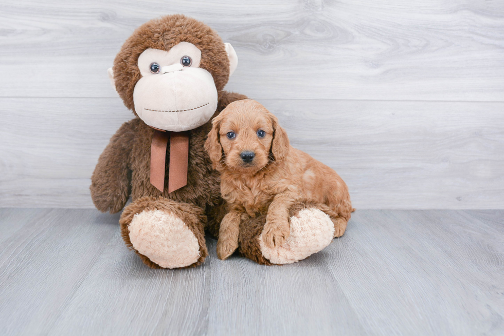 Mini Goldendoodle Puppy for Adoption