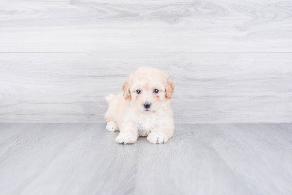 Best Maltipoo Baby