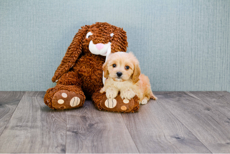 Popular Cavapoo Poodle Mix Pup