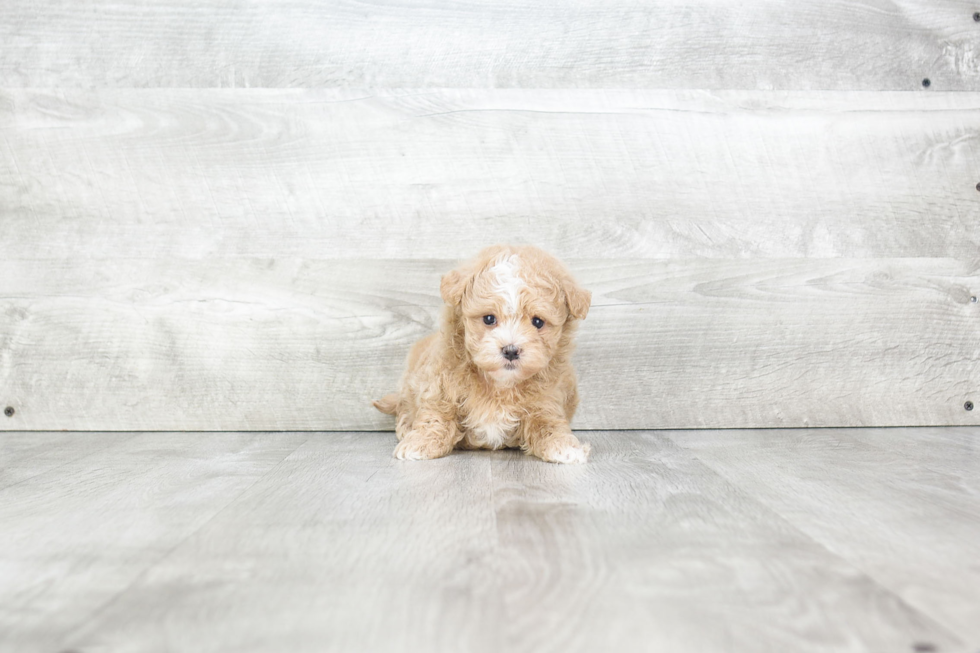 Energetic Maltepoo Poodle Mix Puppy