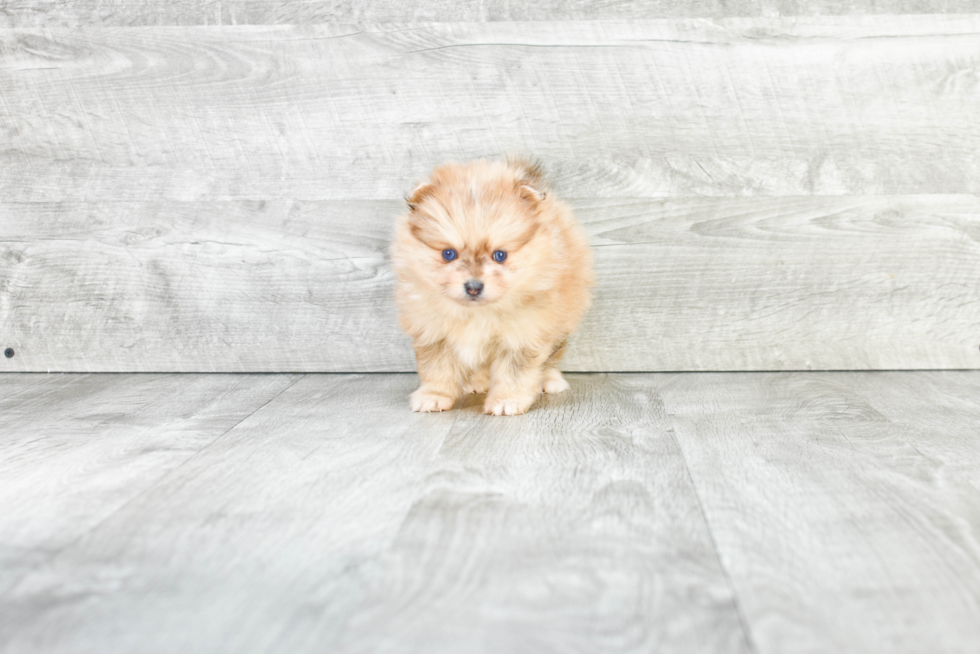 Funny Pomeranian Baby