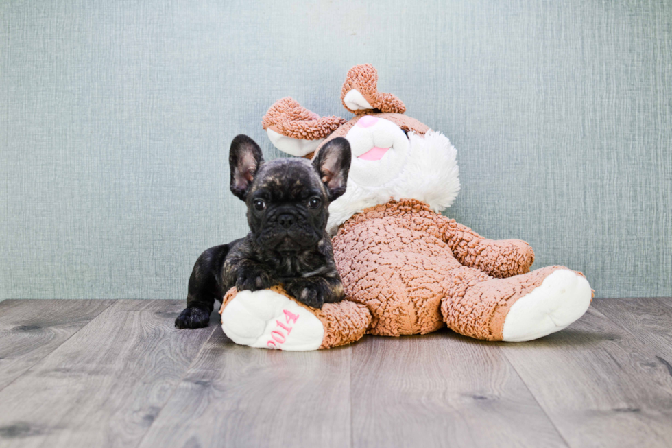 Playful French Bulldog Purebred Pup