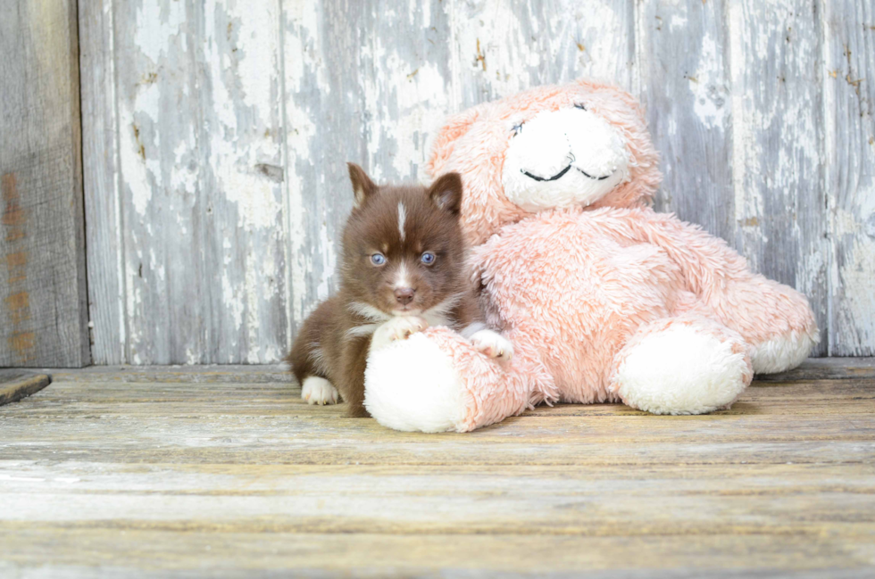 Pomsky Pup Being Cute